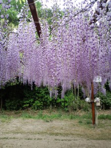 和気町 藤公園